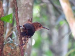 Nava's Wren